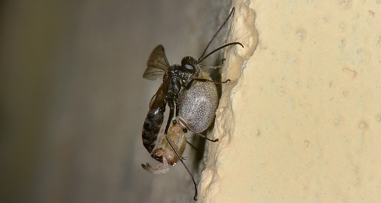 Pompilidae: Auplopus carbonarius e Ichneumonidae suo parassitoide